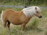 Small picture of Allermoor Shalatain Lilly, 39p, A-prem, Såld.